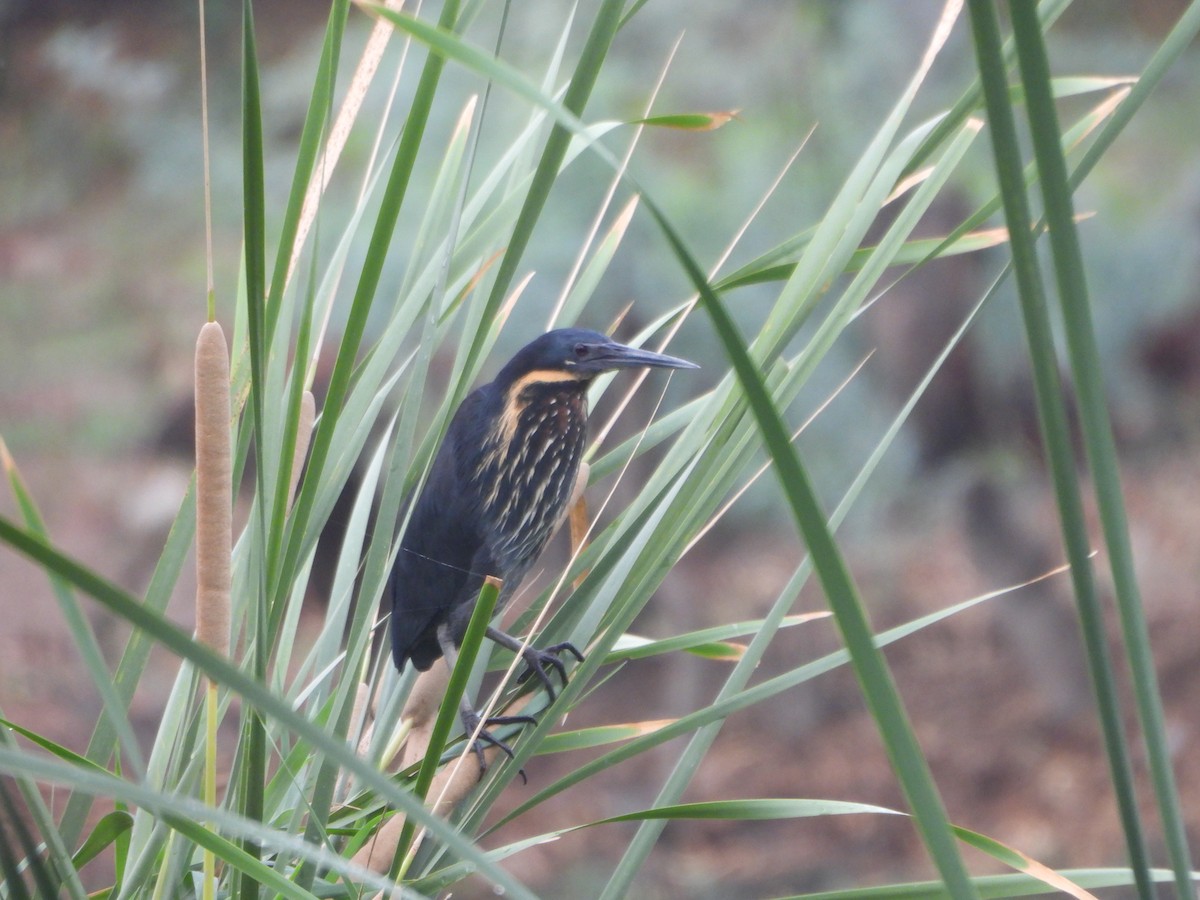 Black Bittern - ML620704066