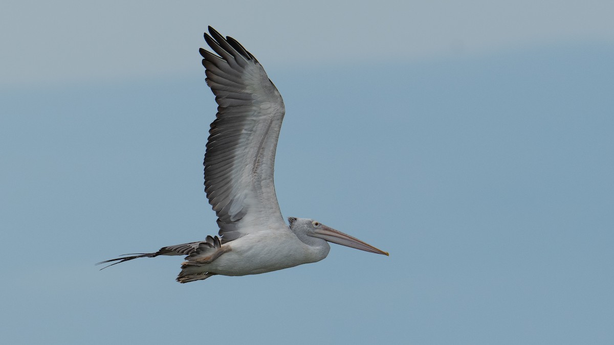 Spot-billed Pelican - ML620704070