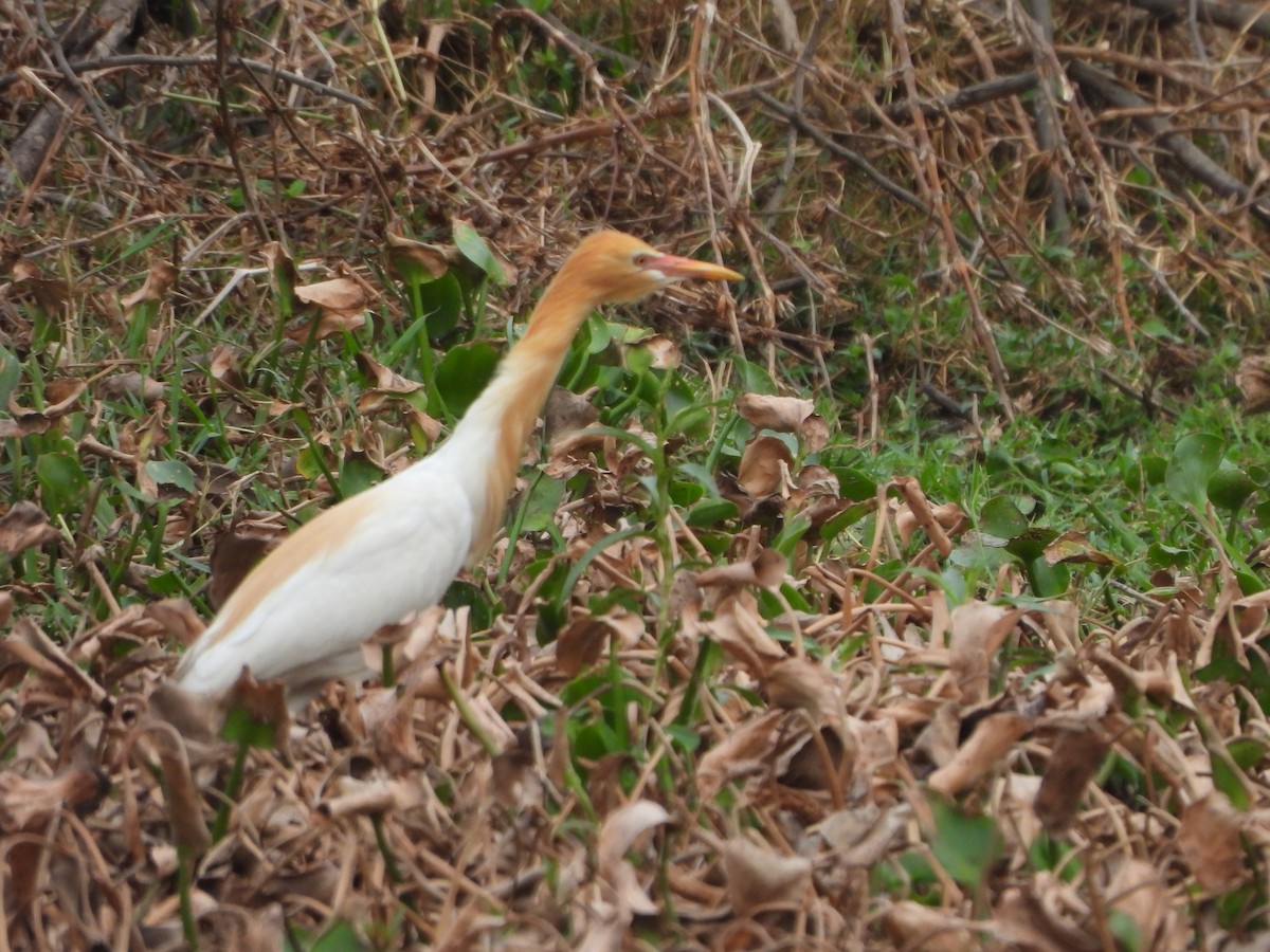 Koromandelkuhreiher - ML620704073