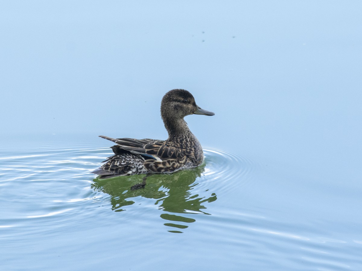 Green-winged Teal (Eurasian) - ML620704074