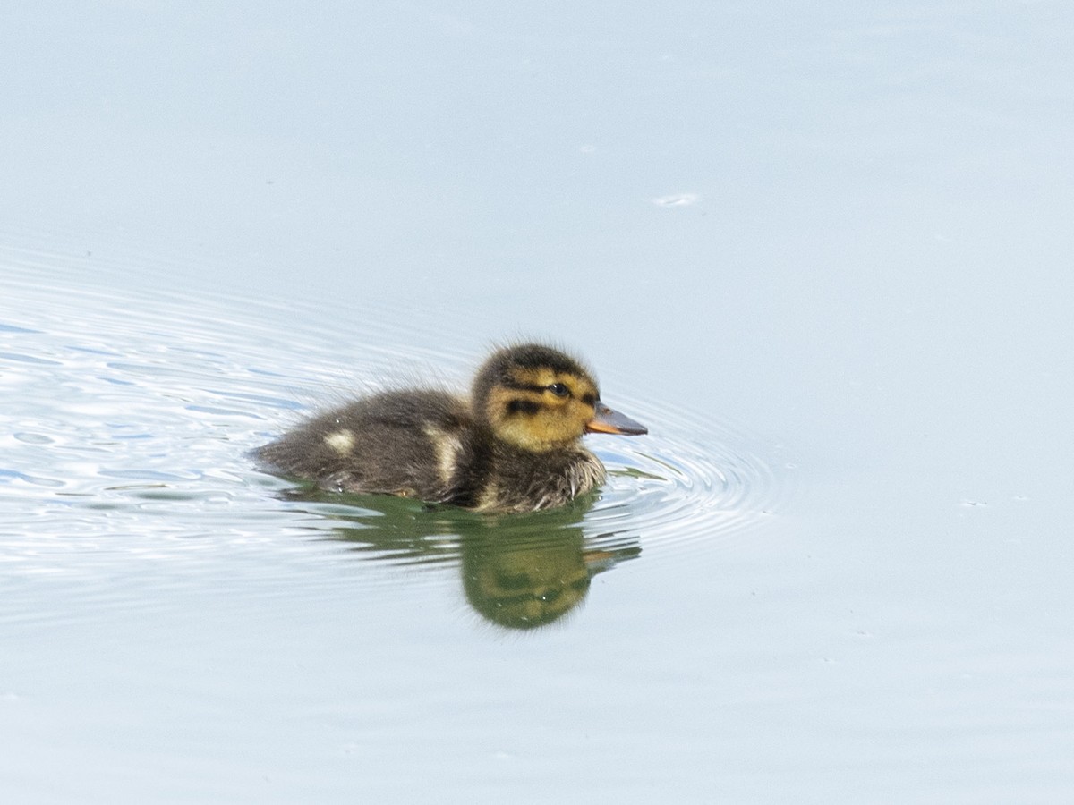 Green-winged Teal (Eurasian) - ML620704076