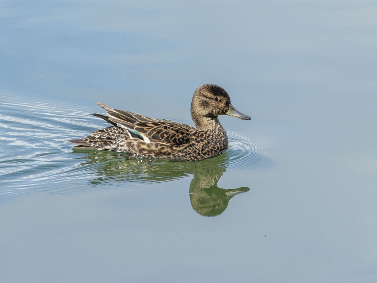 Green-winged Teal (Eurasian) - ML620704077