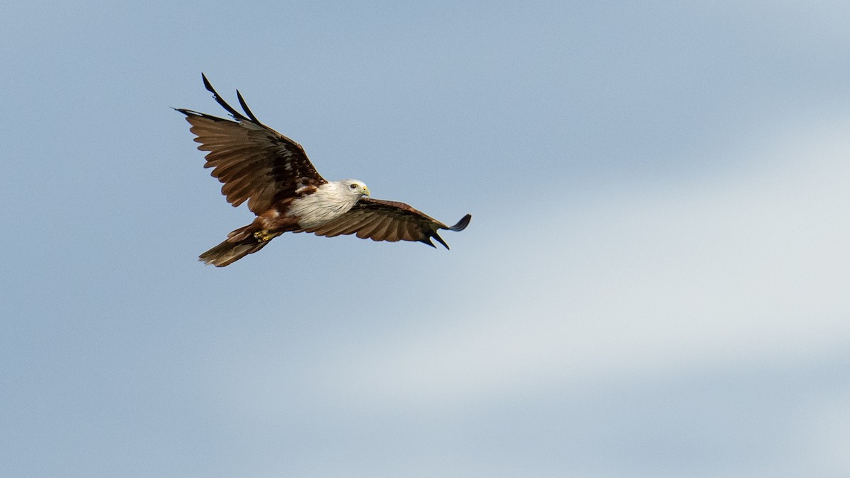 Brahminy Kite - ML620704078