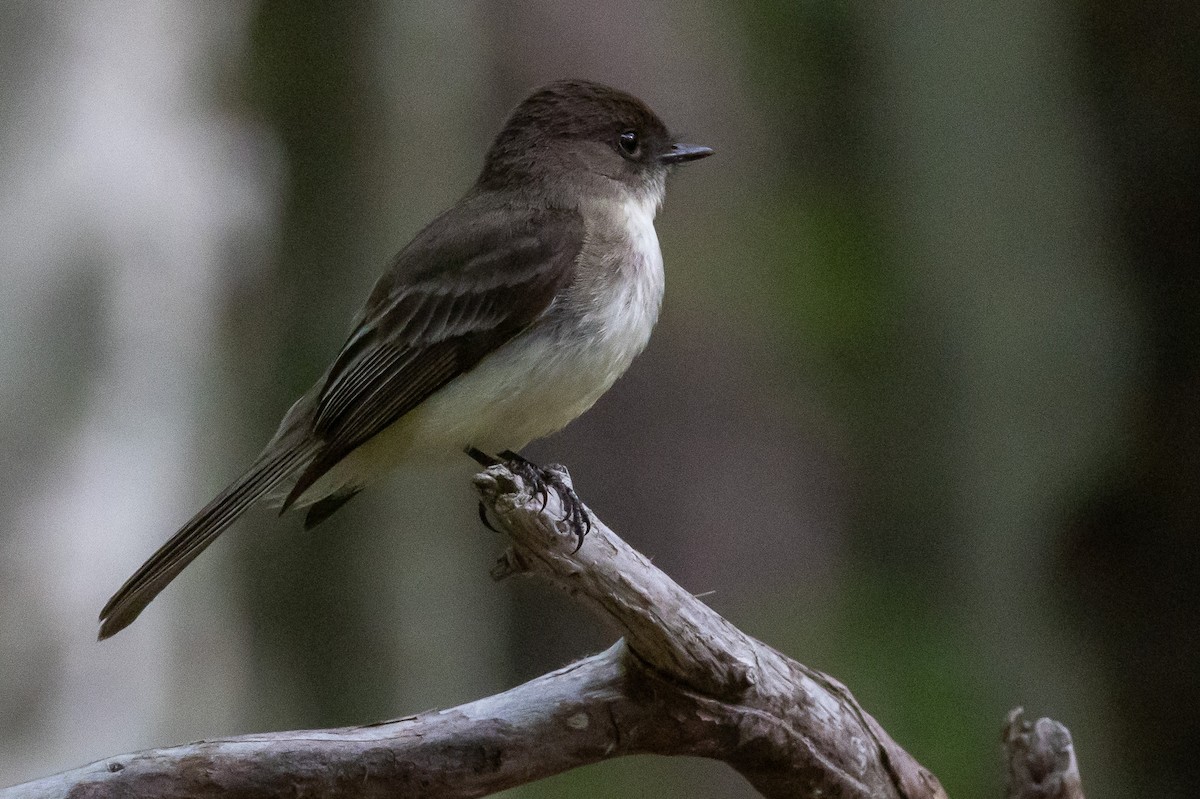 Eastern Phoebe - ML620704079