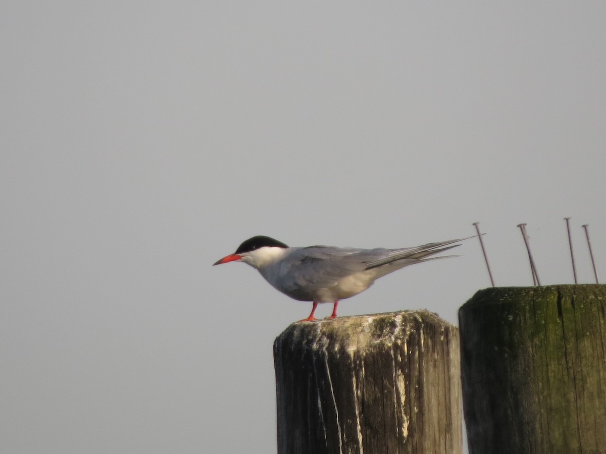 Common Tern - ML620704080