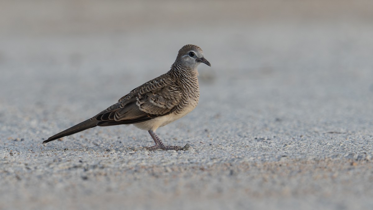 Zebra Dove - ML620704082