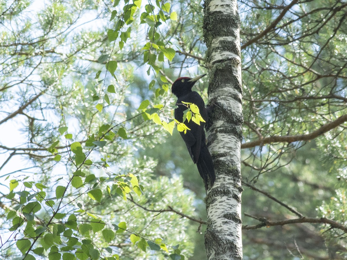 Black Woodpecker - ML620704083