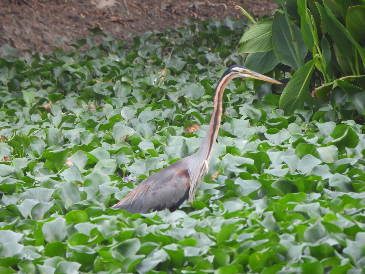 Purple Heron - ML620704084