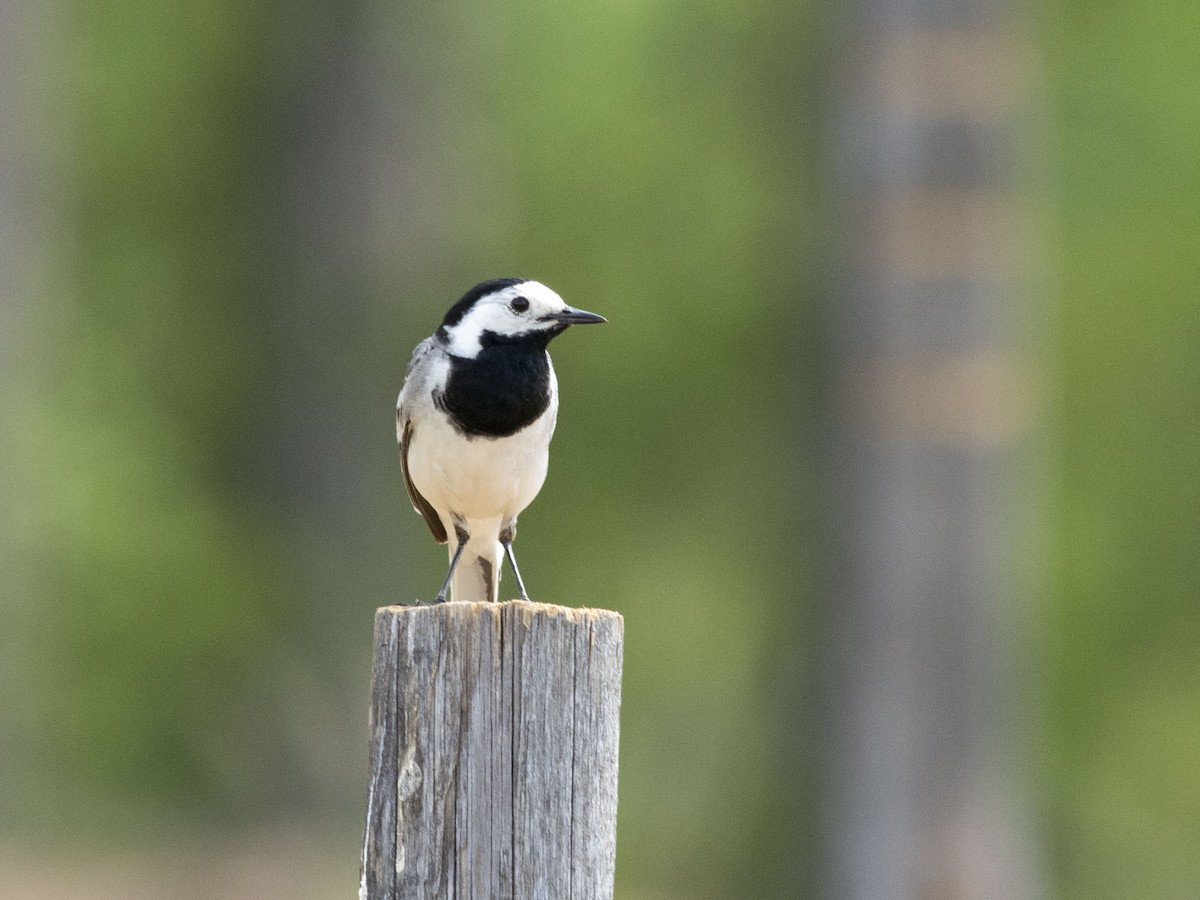 White Wagtail (White-faced) - ML620704085