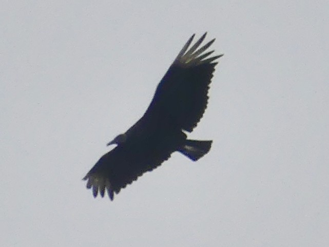 Black Vulture - ML620704086