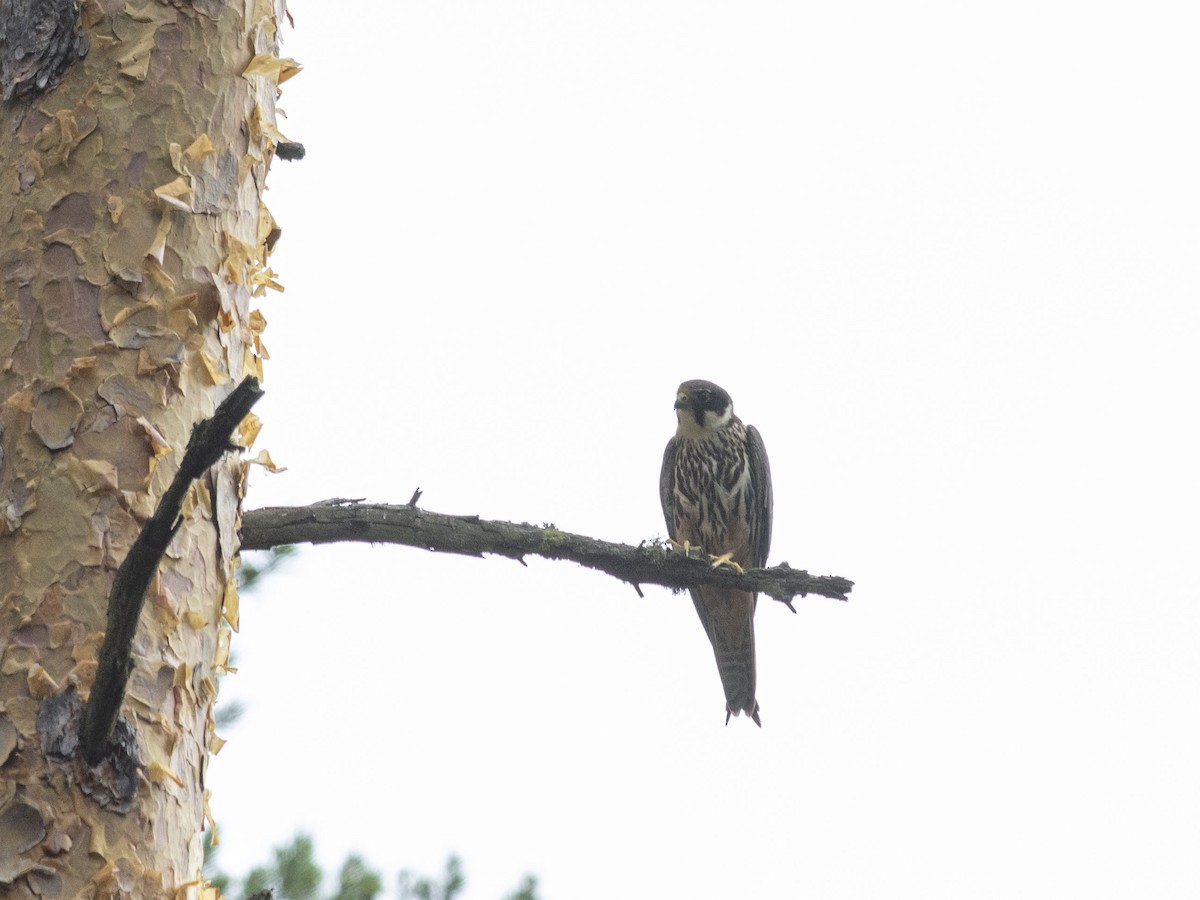 Eurasian Hobby - ML620704087