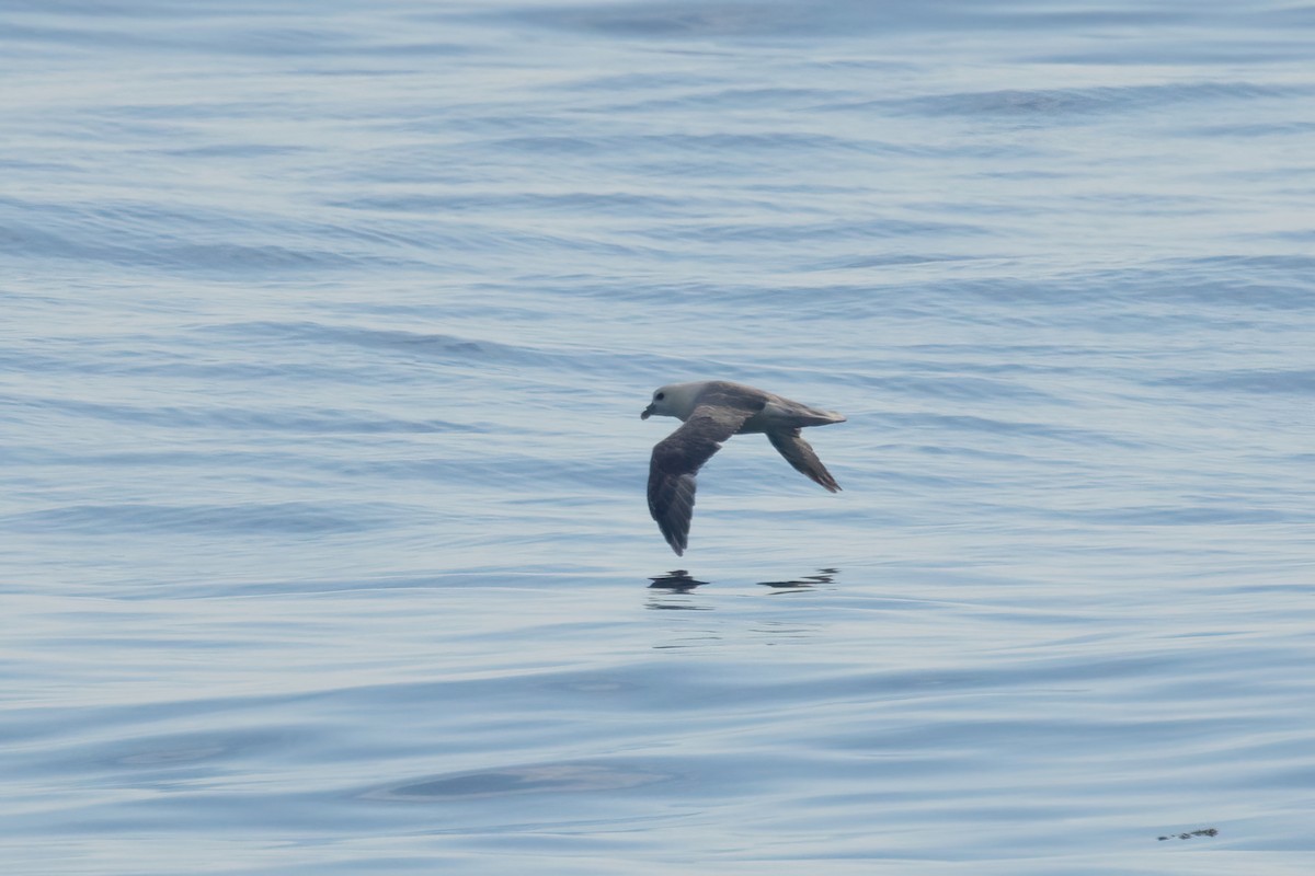 Northern Fulmar - Ant Tab