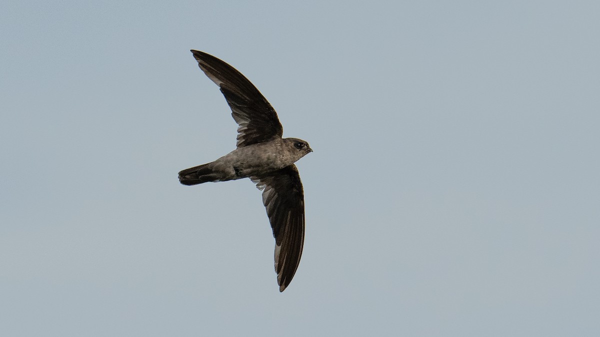 Germain's Swiftlet - ML620704090