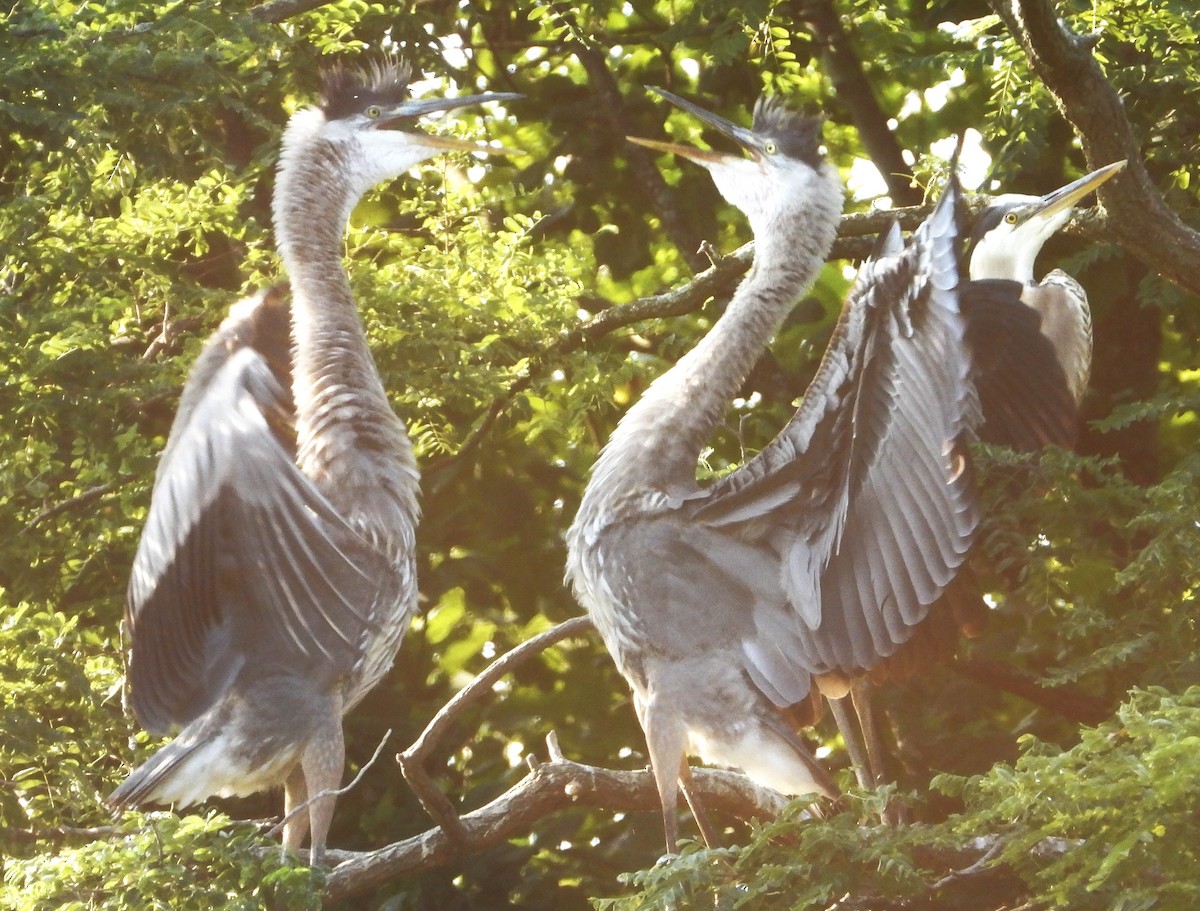 Great Blue Heron - ML620704091