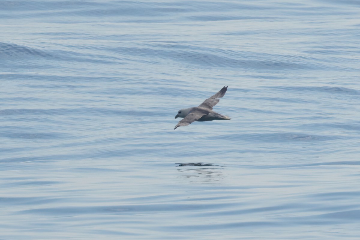 Northern Fulmar - ML620704092