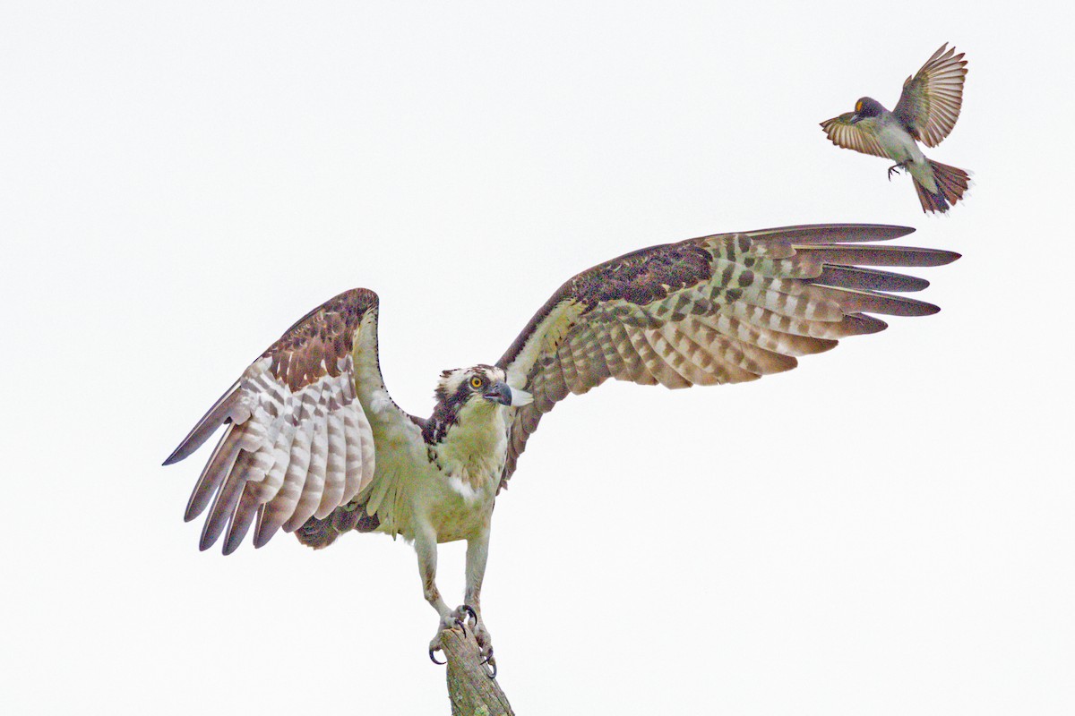 Águila Pescadora (carolinensis) - ML620704094