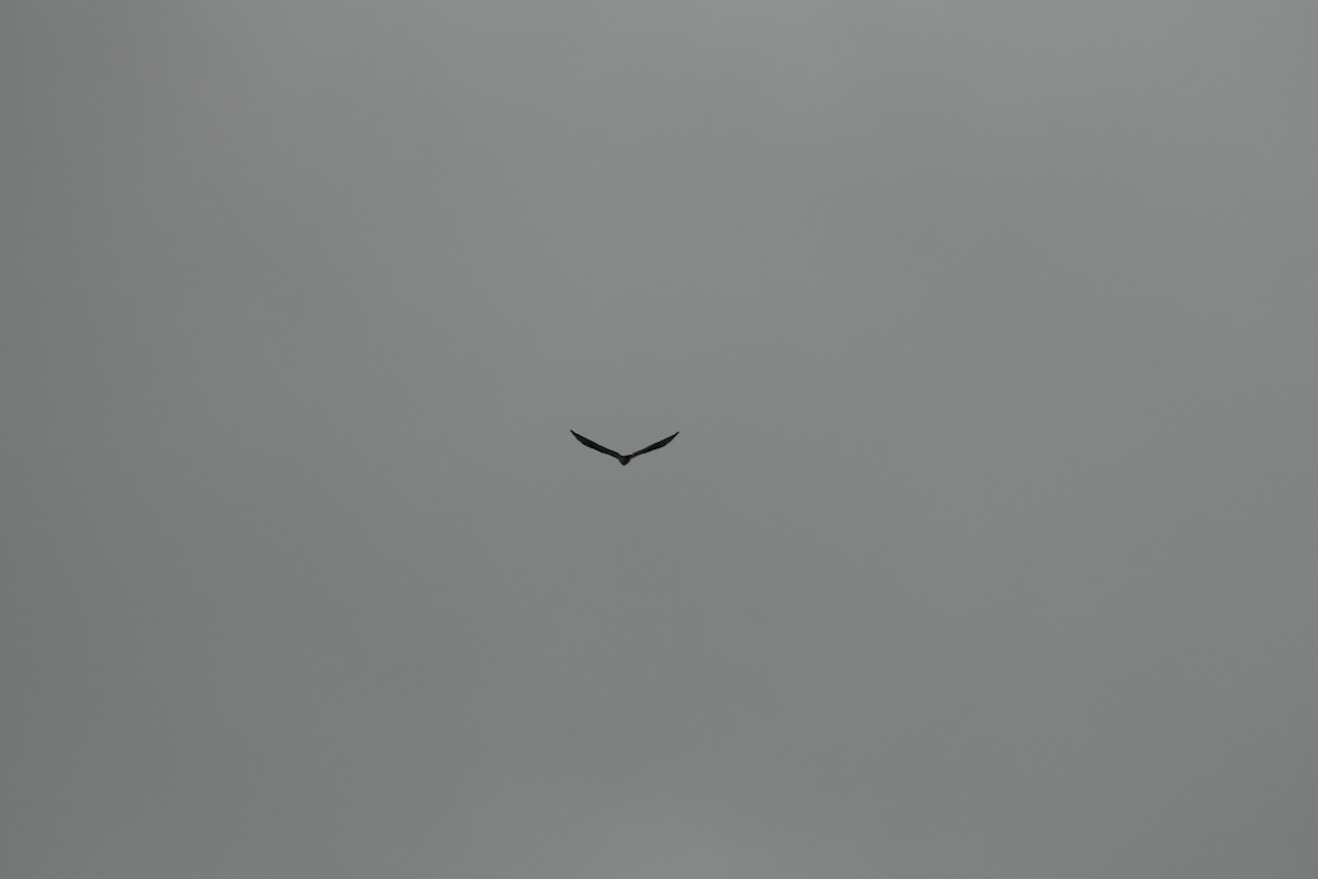 Western Marsh Harrier - ML620704095