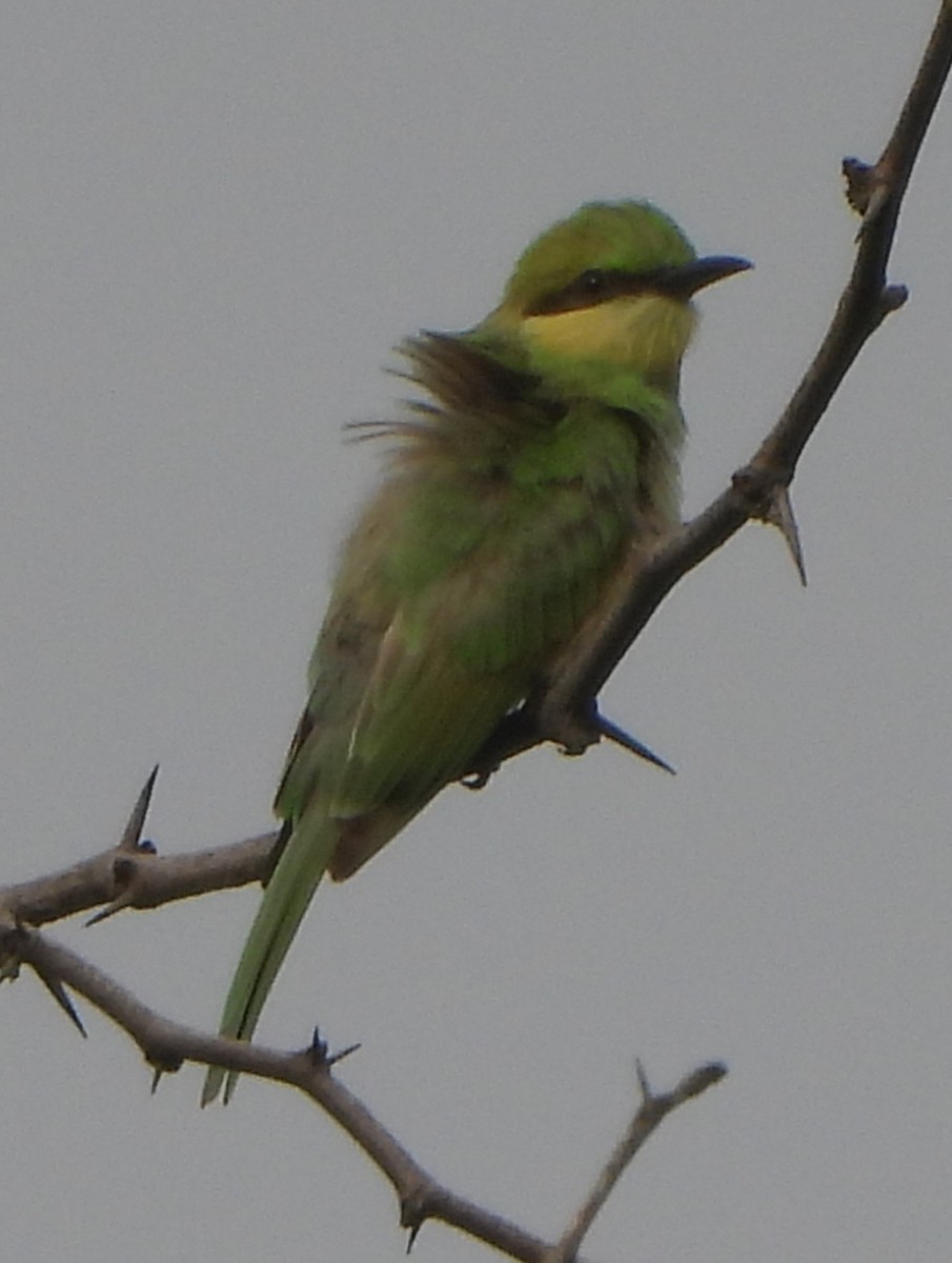 Asian Green Bee-eater - ML620704096