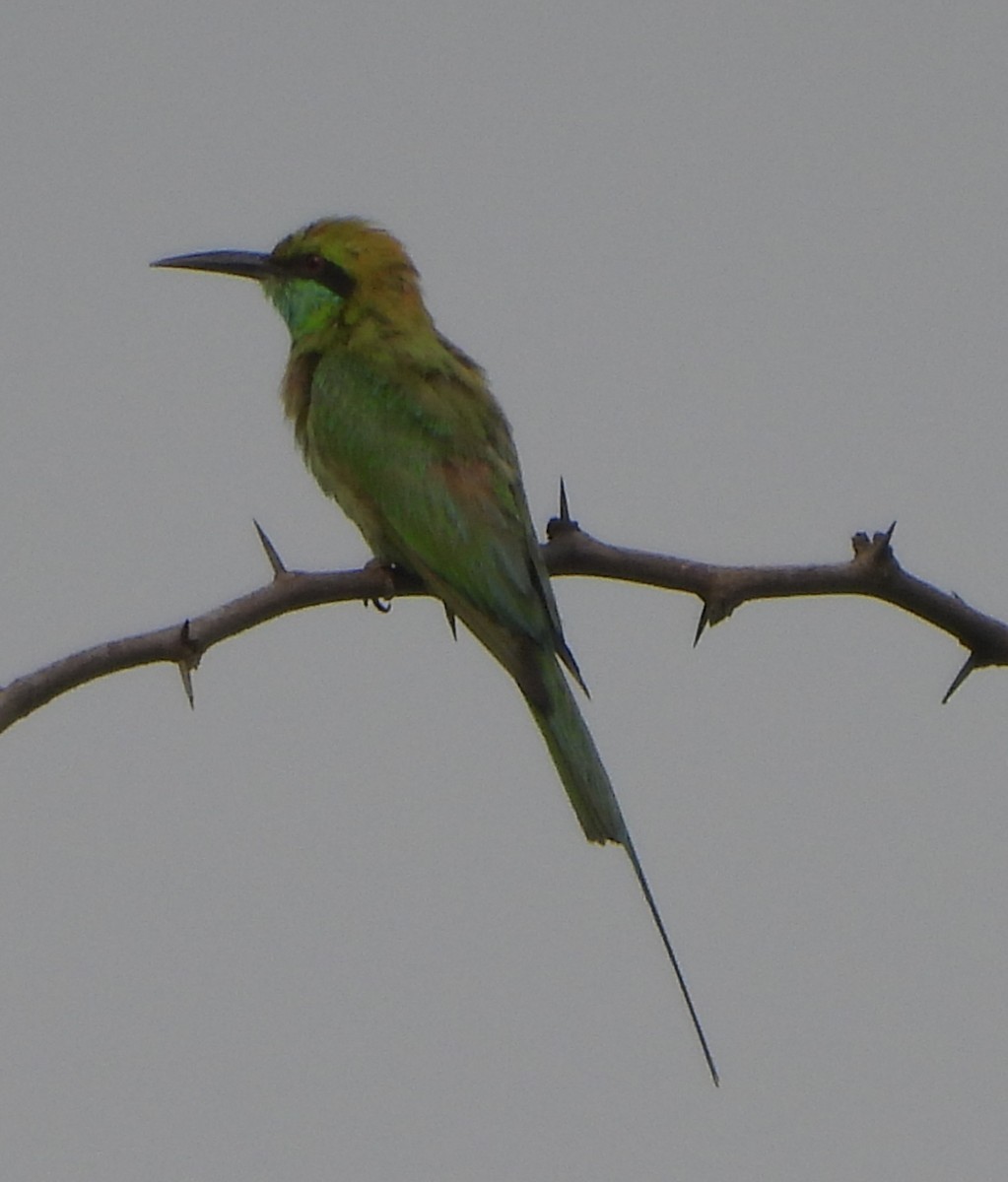 Asian Green Bee-eater - ML620704097