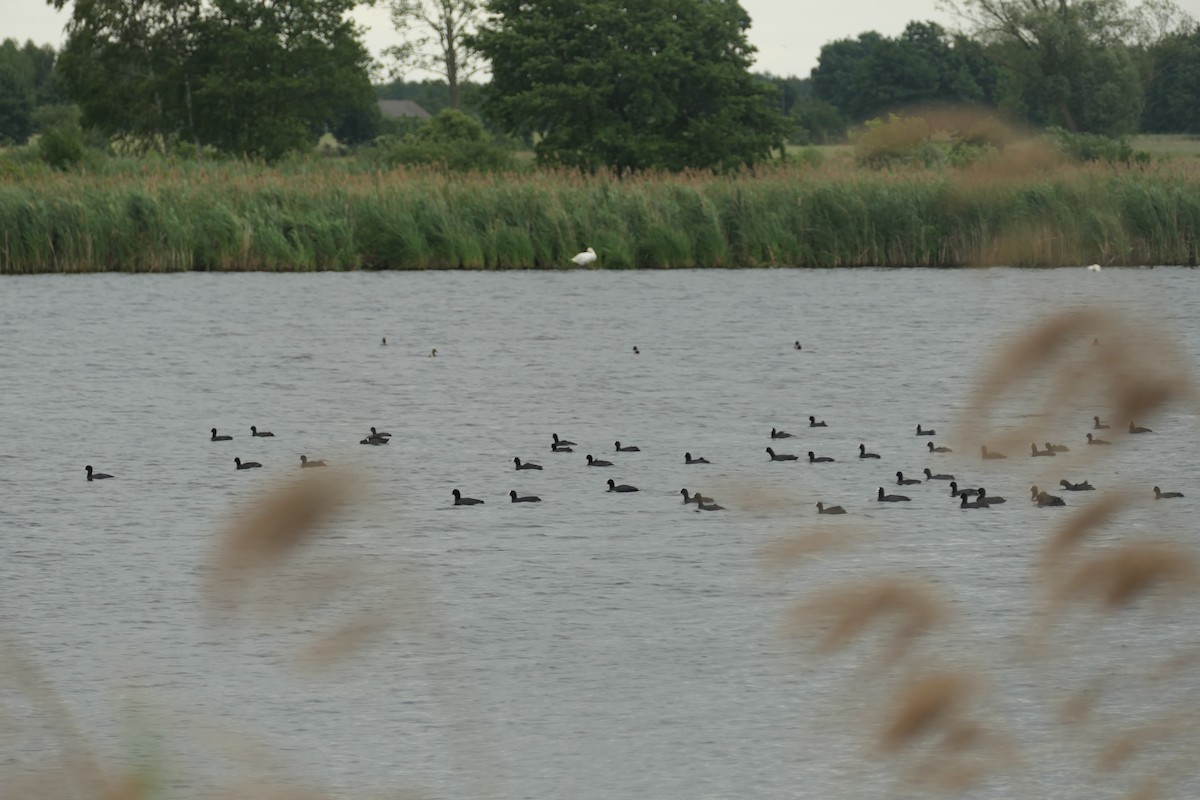 Eurasian Coot - ML620704102