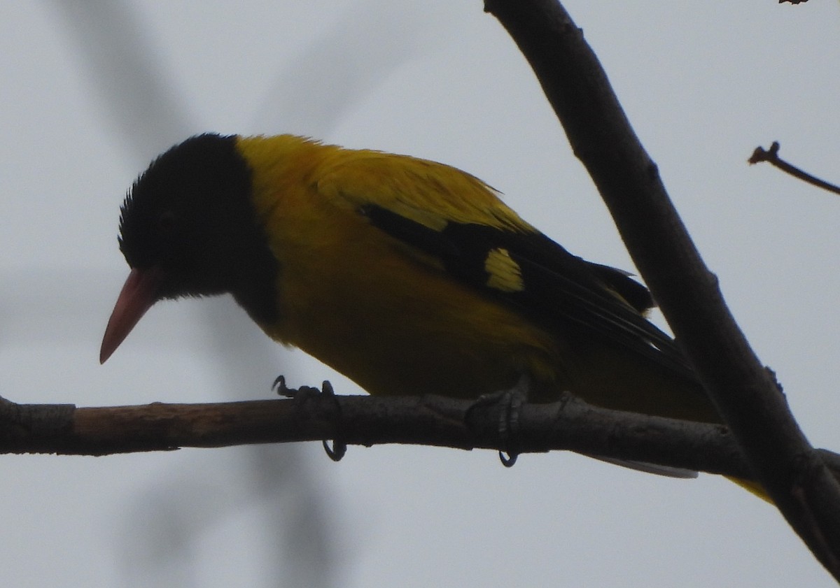 Loriot à capuchon noir - ML620704103