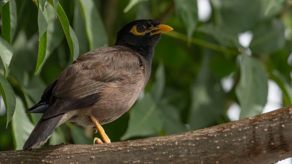 Common Myna - ML620704104