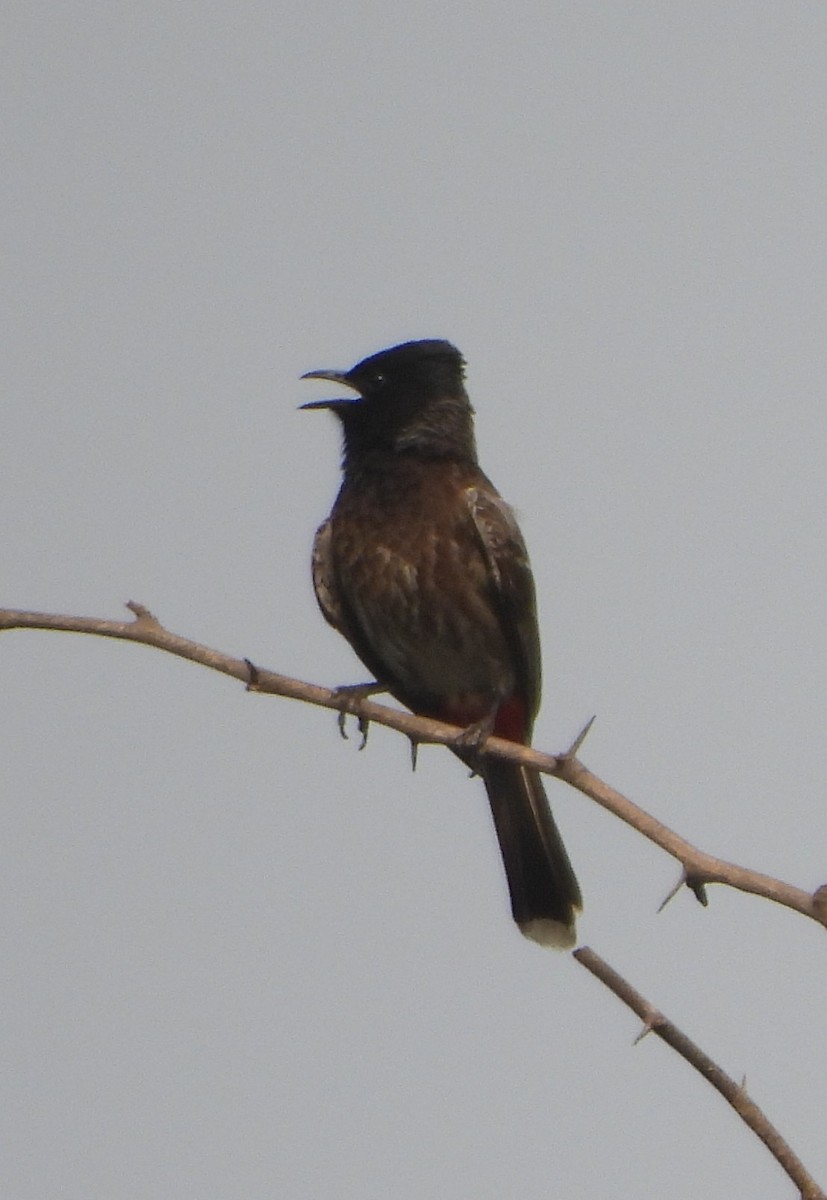 Red-vented Bulbul - ML620704112