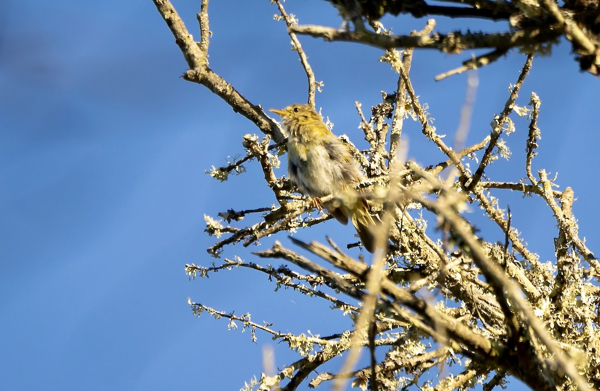 Iberian Chiffchaff - ML620704115