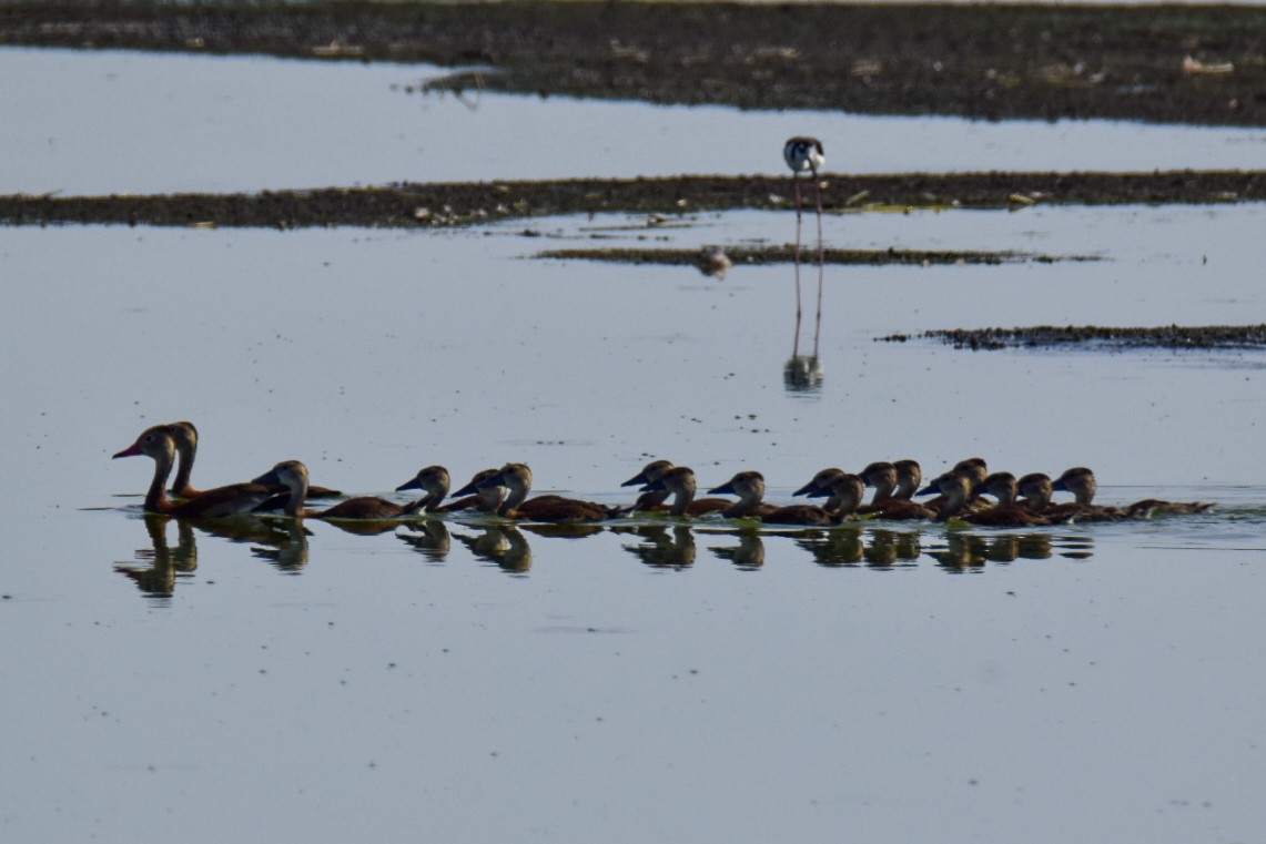 Black-bellied Whistling-Duck - ML620704117