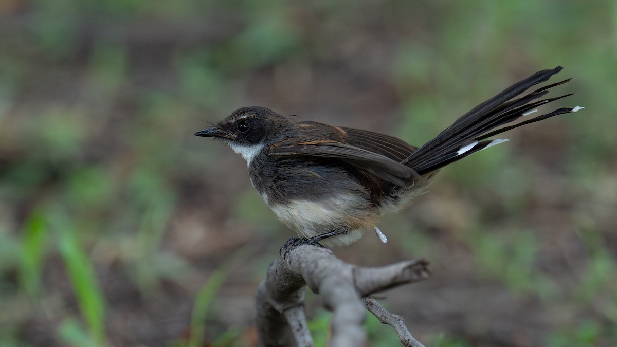 Malaysian Pied-Fantail - ML620704119