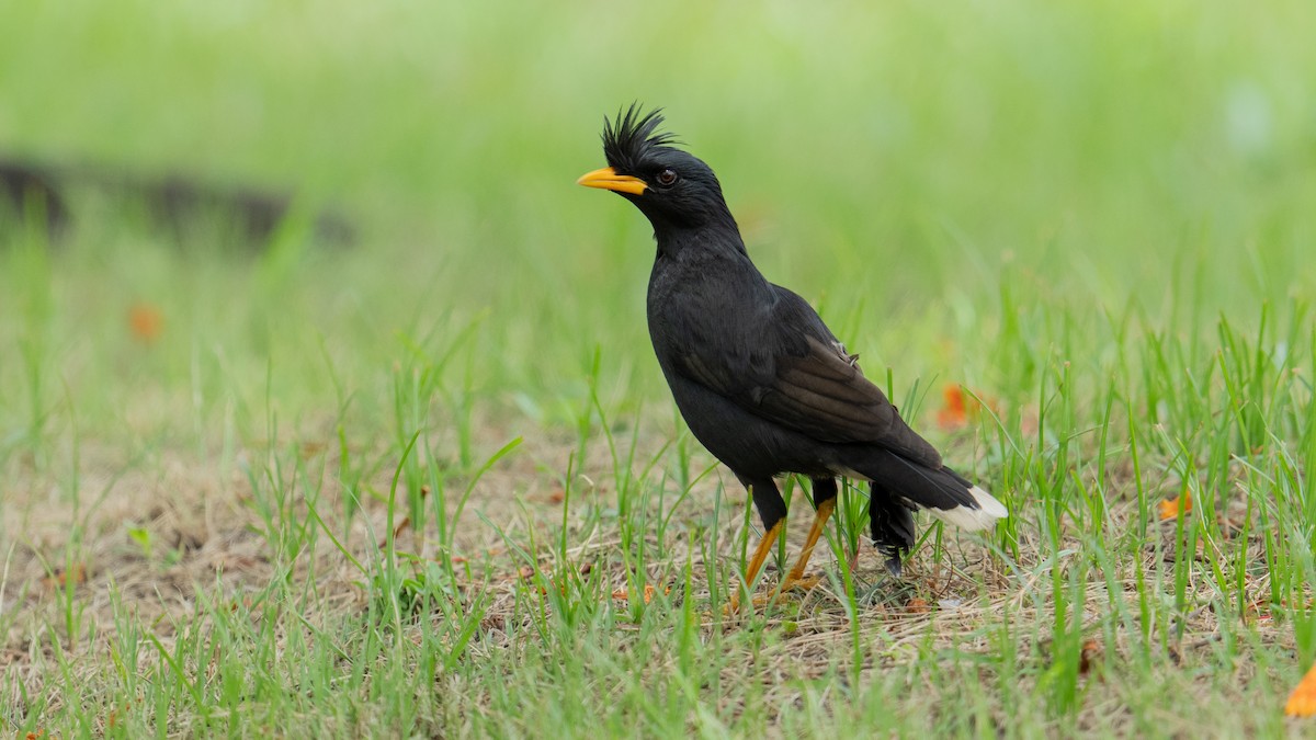 Great Myna - ML620704121