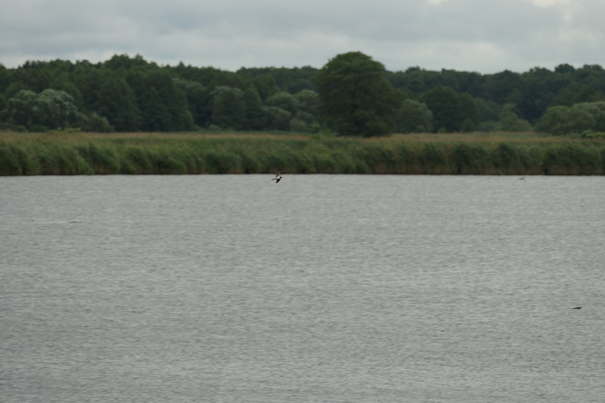 Barn Swallow - ML620704124