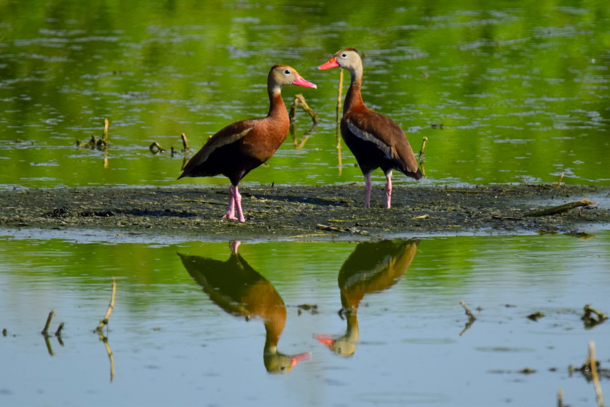 Black-bellied Whistling-Duck - ML620704127