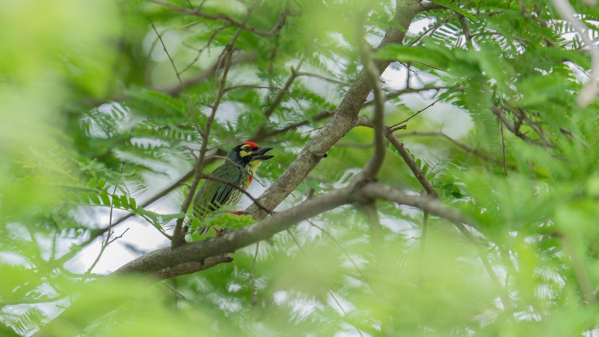 Coppersmith Barbet - ML620704128