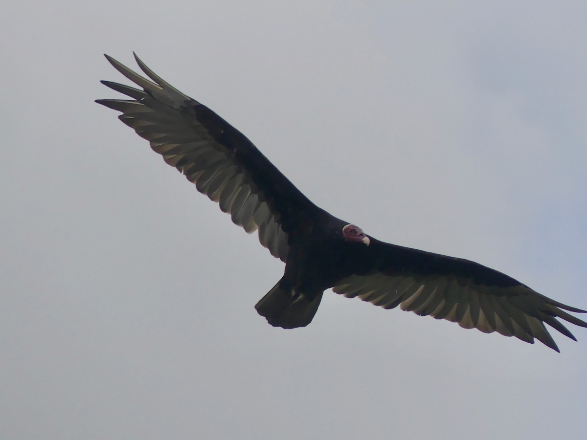 Turkey Vulture - ML620704129
