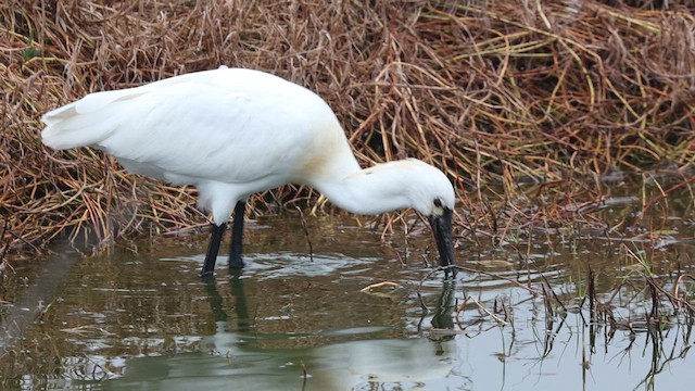 Eurasian x Black-faced Spoonbill (hybrid) - ML620704133