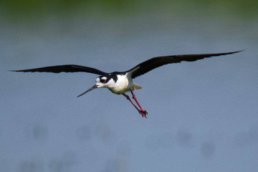 Black-necked Stilt - ML620704134