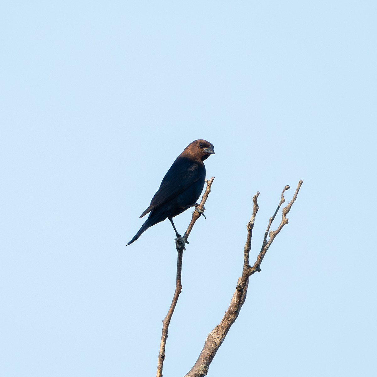 Brown-headed Cowbird - ML620704135