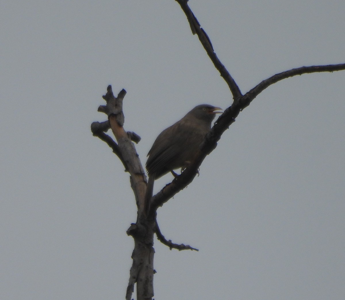 Jungle Babbler - Prof Chandan Singh Dalawat