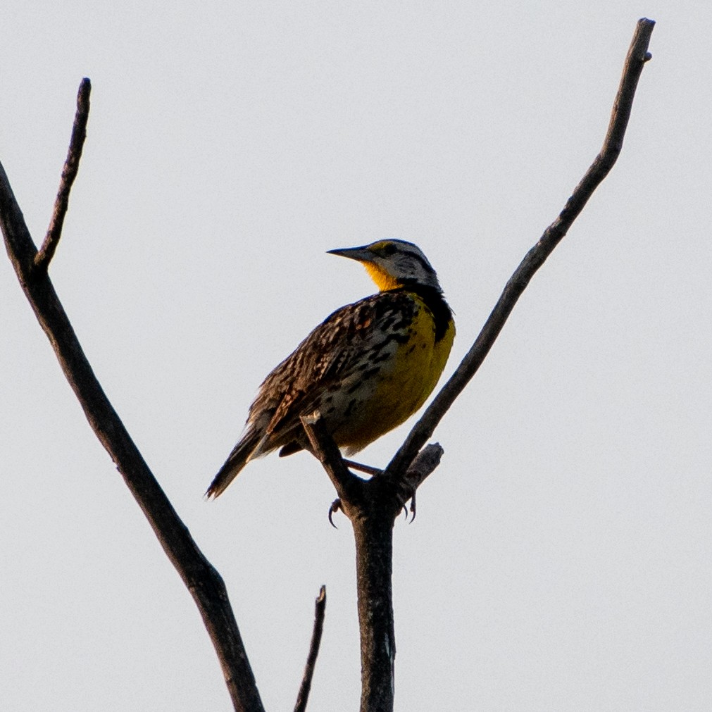 Eastern Meadowlark - ML620704138