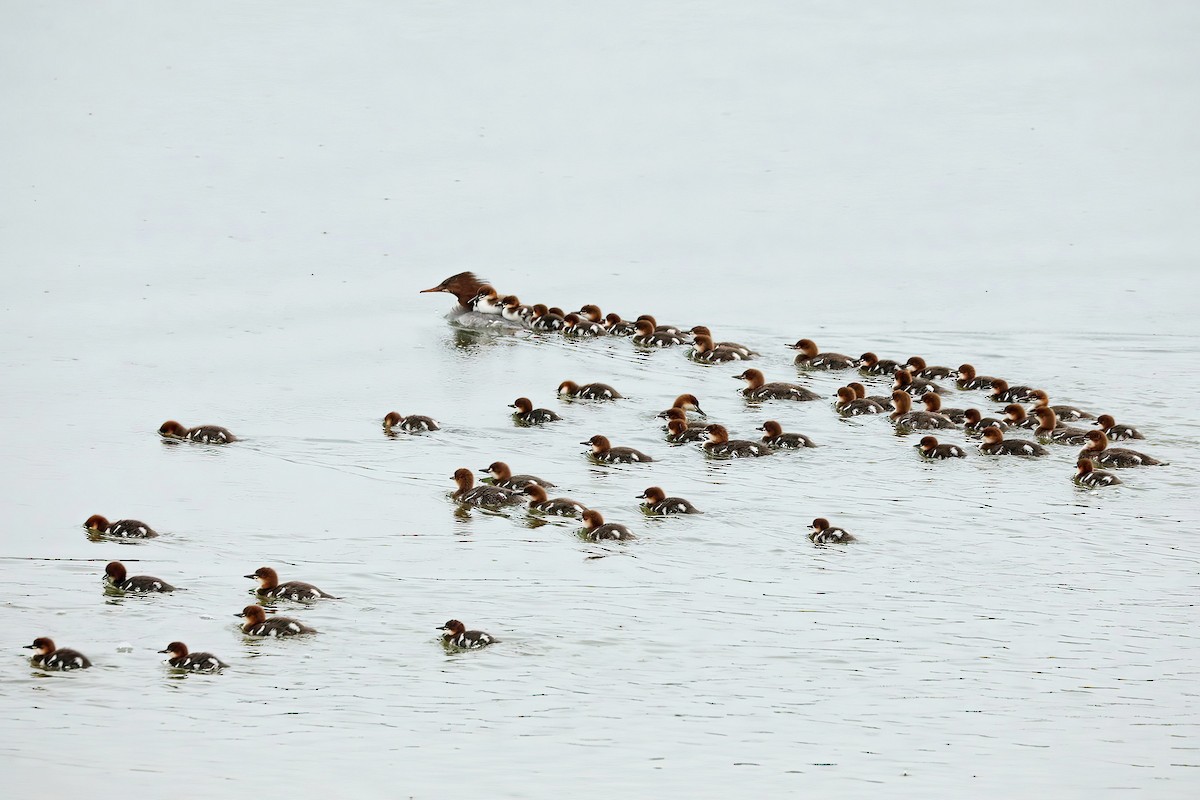 Common Merganser - ML620704140