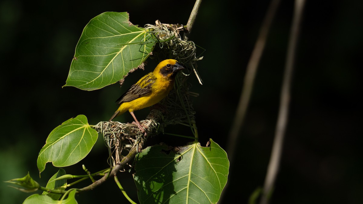 Asian Golden Weaver - ML620704142