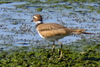 Killdeer - ML620704143