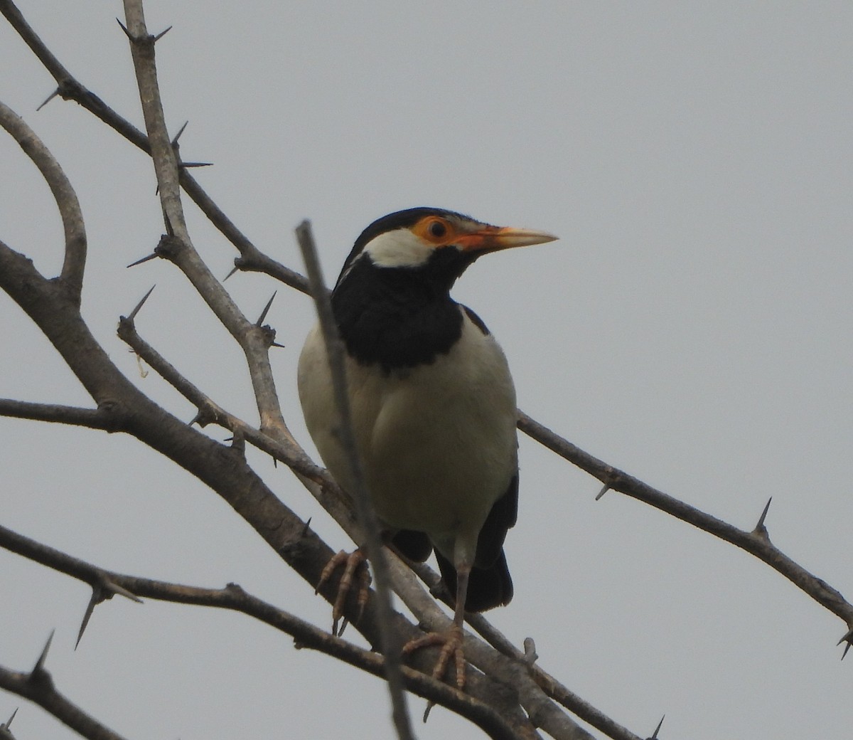 Indian Pied Starling - ML620704144