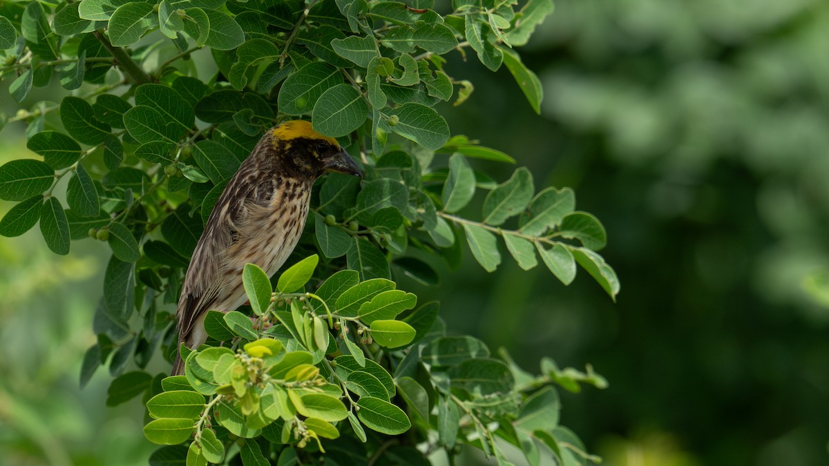 Streaked Weaver - ML620704145