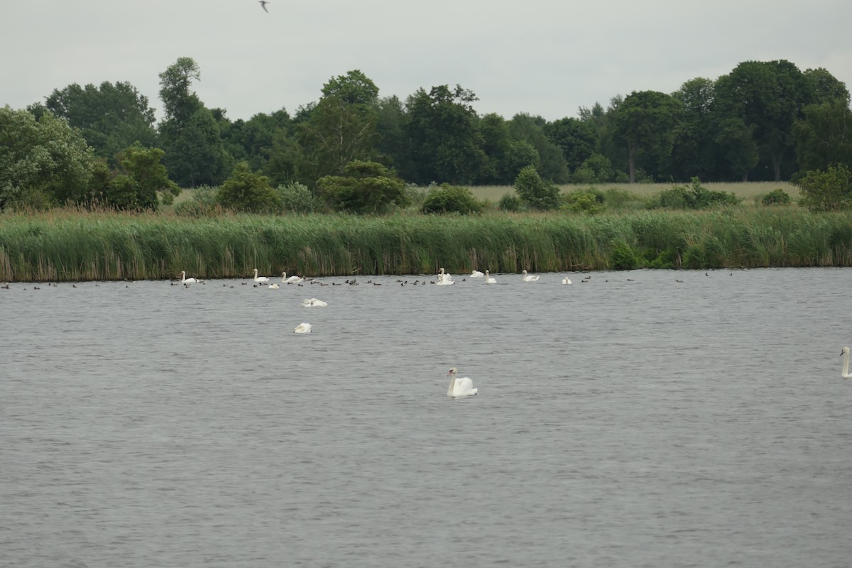 Mute Swan - ML620704147