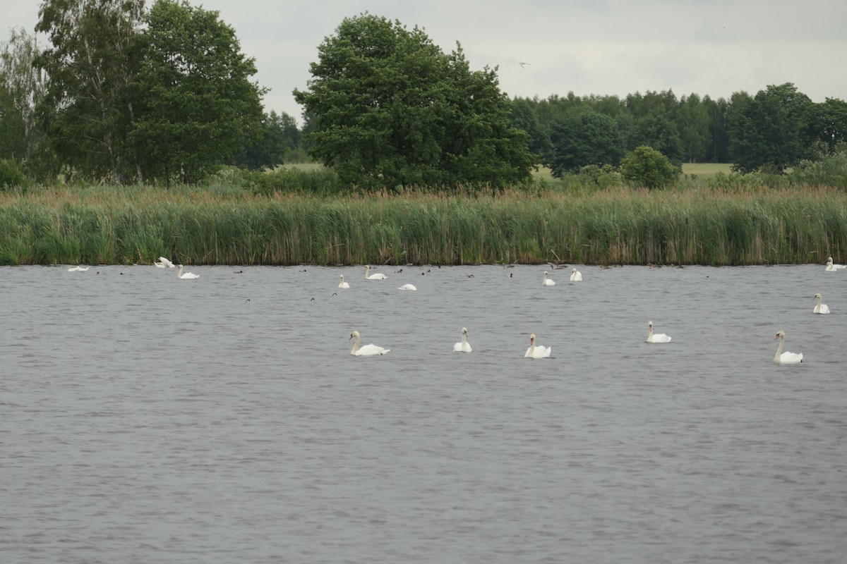 Mute Swan - Krzysztof Dudzik-Górnicki