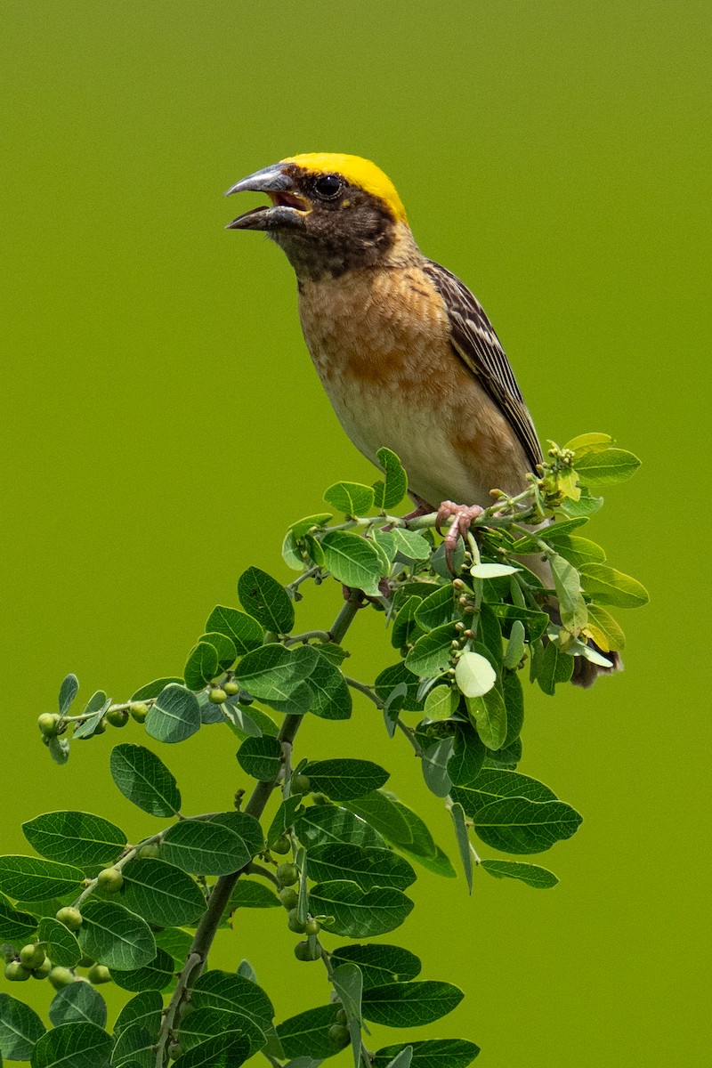 Baya Weaver - ML620704150