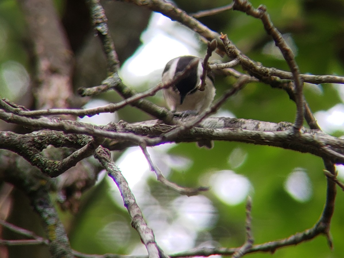 Carolina Chickadee - ML620704151