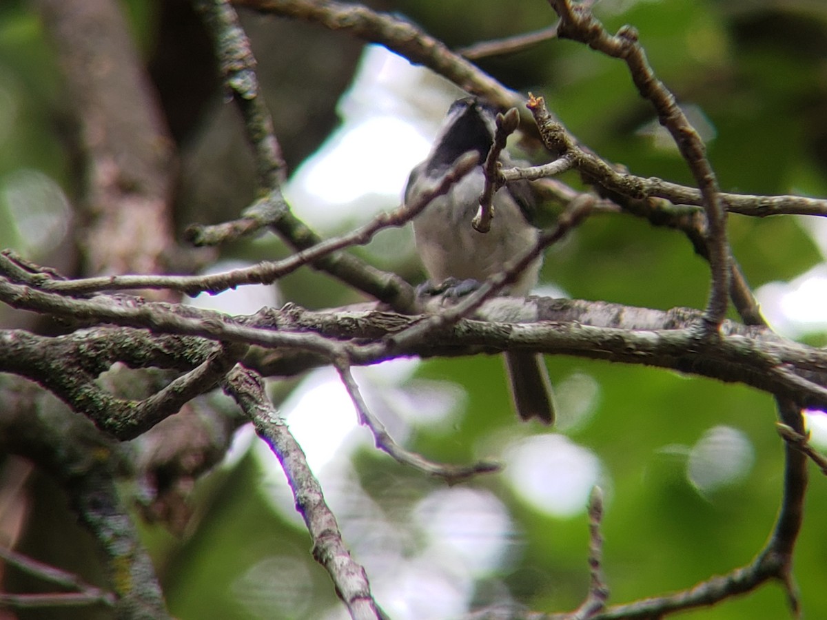 Carolina Chickadee - ML620704152